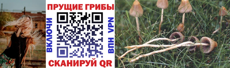 Галлюциногенные грибы Magic Shrooms купить цена Туринск